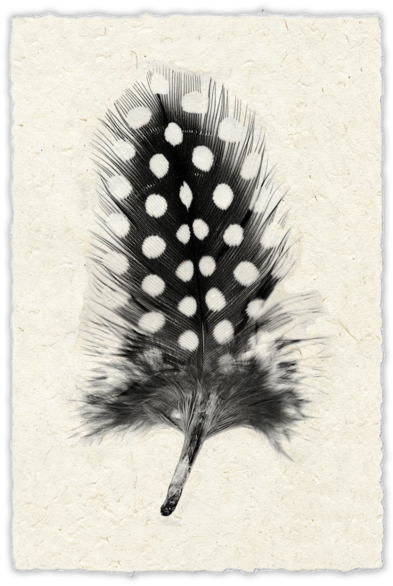Spotted Black And White Feather Clipart (600x600), Png Download
