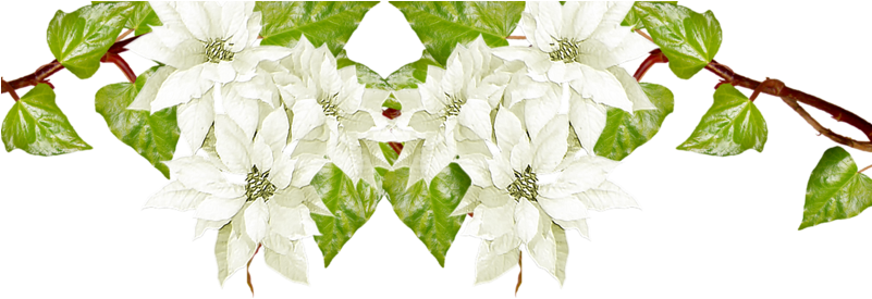 Floral Clipart Winter - Jasmine - Png Download (800x800), Png Download