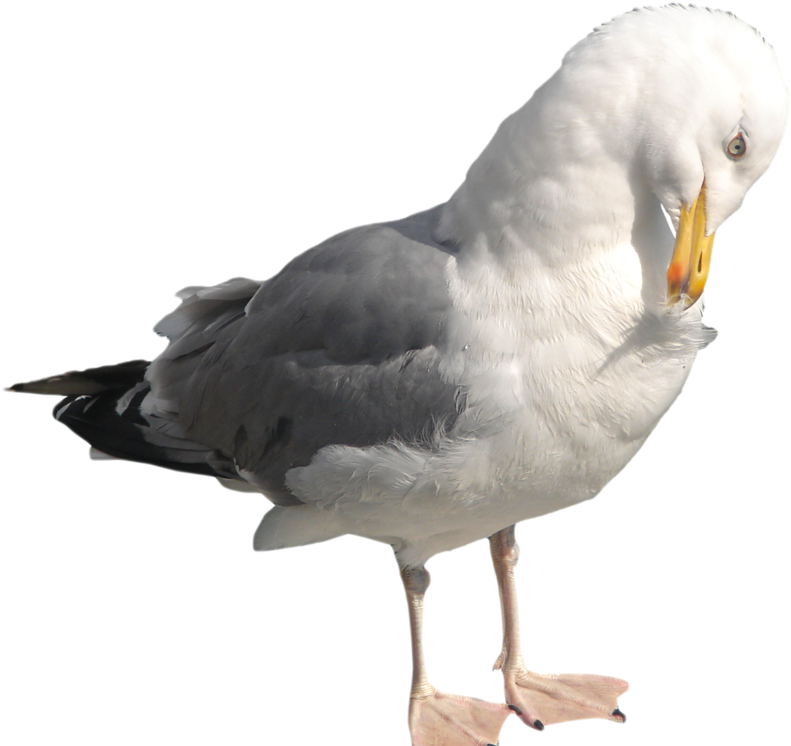 Download Png Image Report - Seagull Pngs Clipart (1280x1257), Png Download