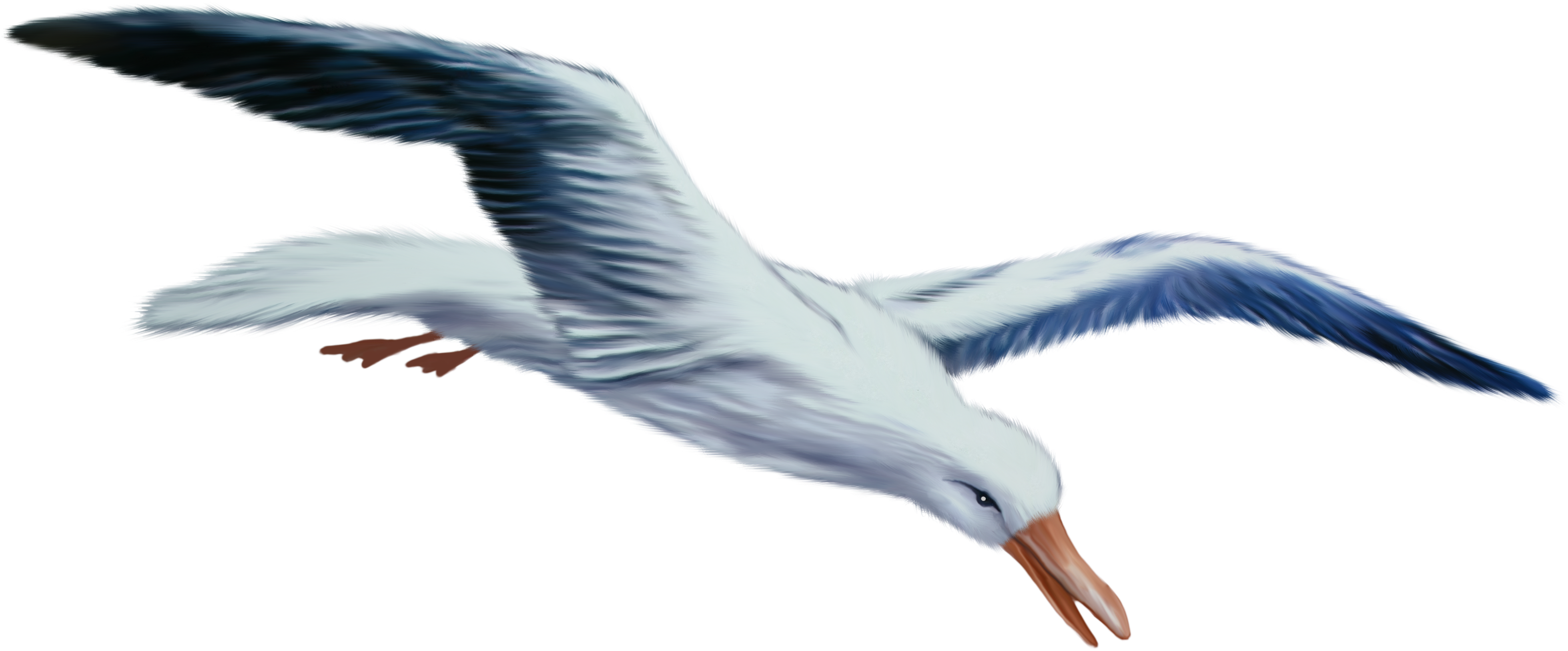 Gull Png - Seagull Transparent Background Clipart (4160x1912), Png Download