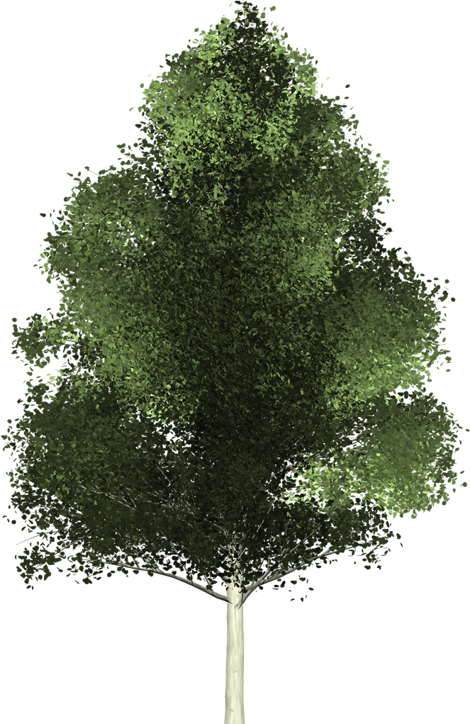 1080 X 1020 12 0 - Tree From Above Transparent Clipart (1080x1020), Png Download
