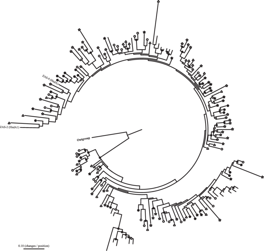 Phylogram For Family 3 [fefe] Hydrogenases Cloned From - Circle Clipart (850x809), Png Download