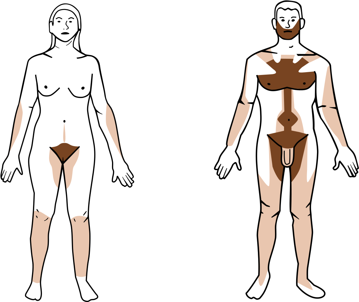 Body Wikipedia - Men Shaved Vs Unshaved Clipart (1200x982), Png Download