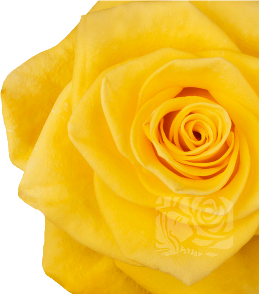 Yellow Roses - Garden Roses Clipart (658x597), Png Download