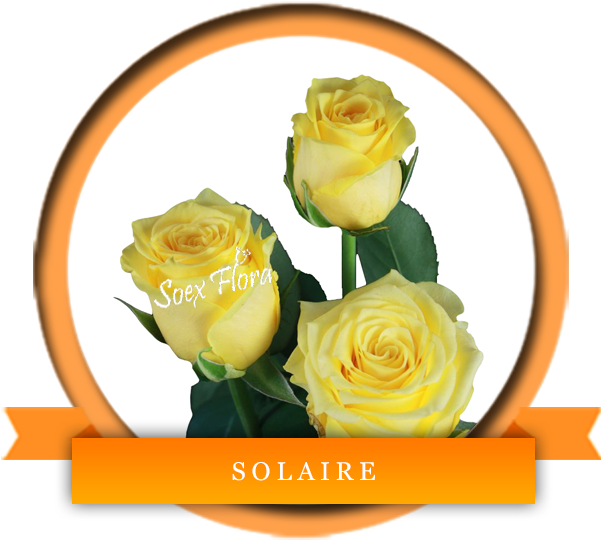 Yellows - Solaire Roses Clipart (600x600), Png Download