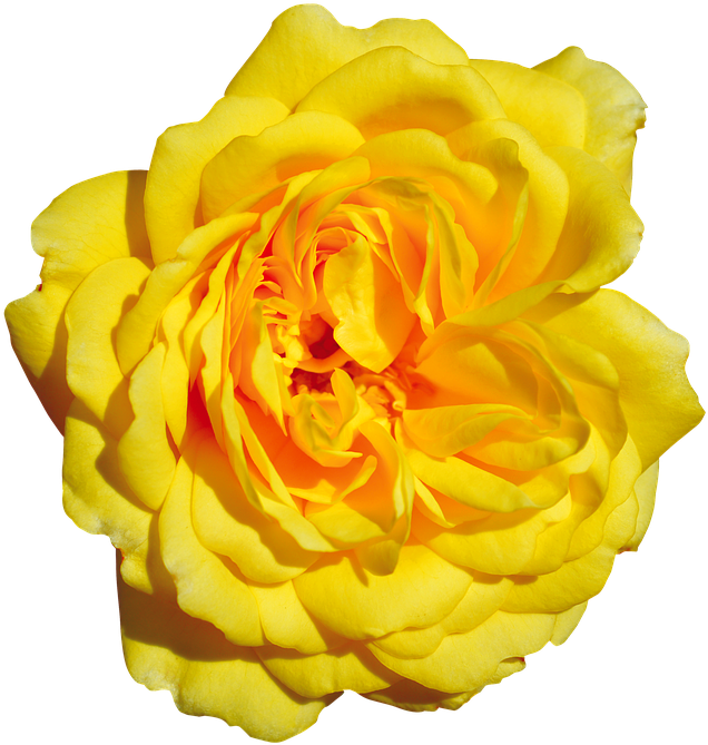 Rose, Yellow, Free, Blossom, Bloom - Garden Roses Clipart (751x720), Png Download