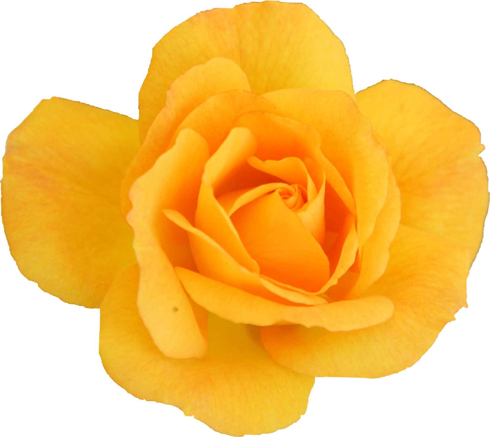 Free Download - Garden Roses Clipart (1690x1518), Png Download