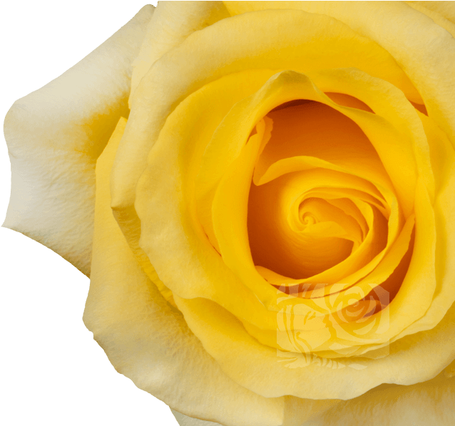 Yellow Roses - Floribunda Clipart (658x597), Png Download