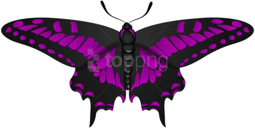 Free Png Download Butterfly Purple Black Clipart Png - Swallowtail Butterfly Transparent Png (850x428), Png Download