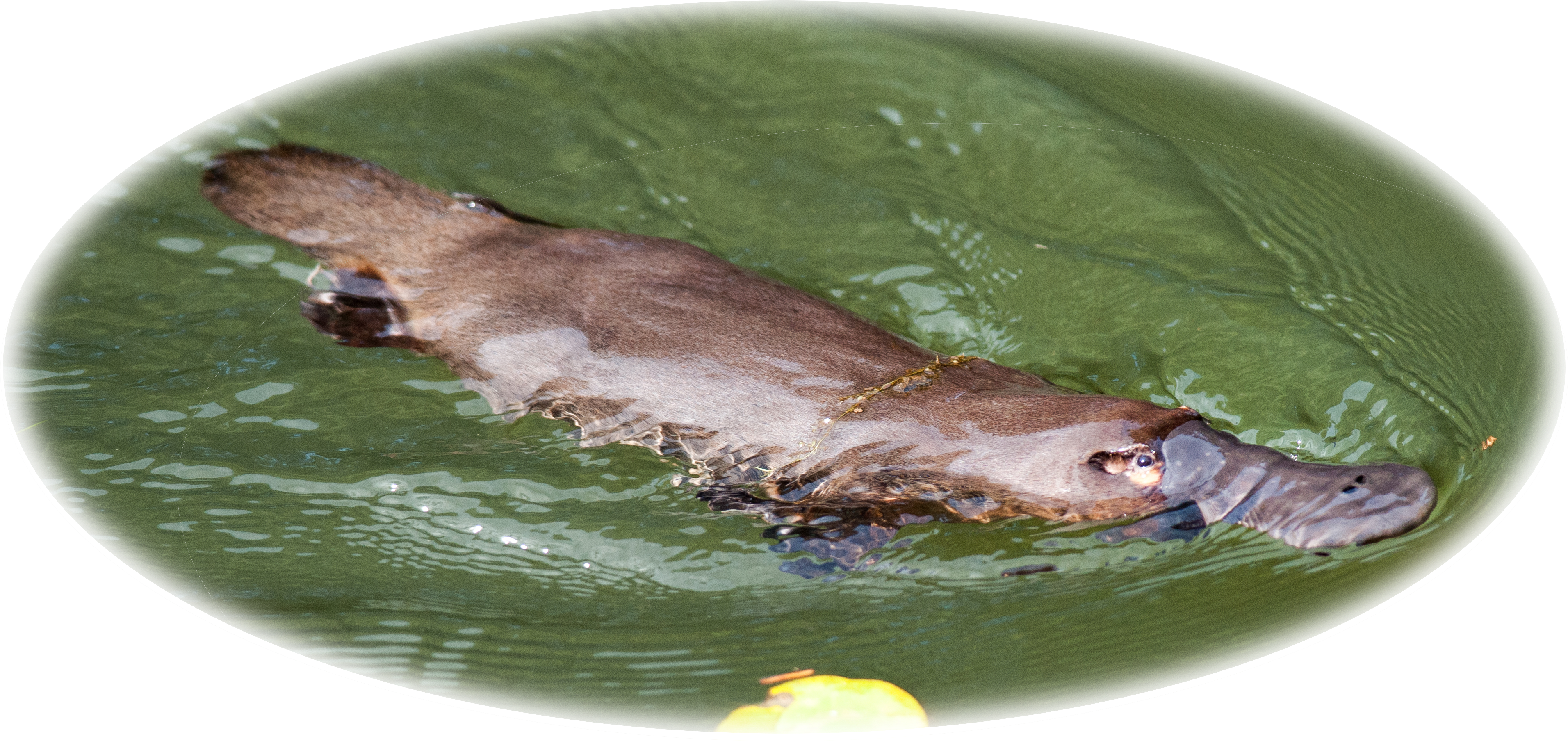 The Australian Platypus Park Is Home To A Large And Clipart (3824x1807), Png Download