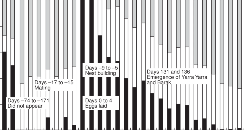 Amount Of Time The Female Platypus Koorina Spent In - Illustration Clipart (850x455), Png Download