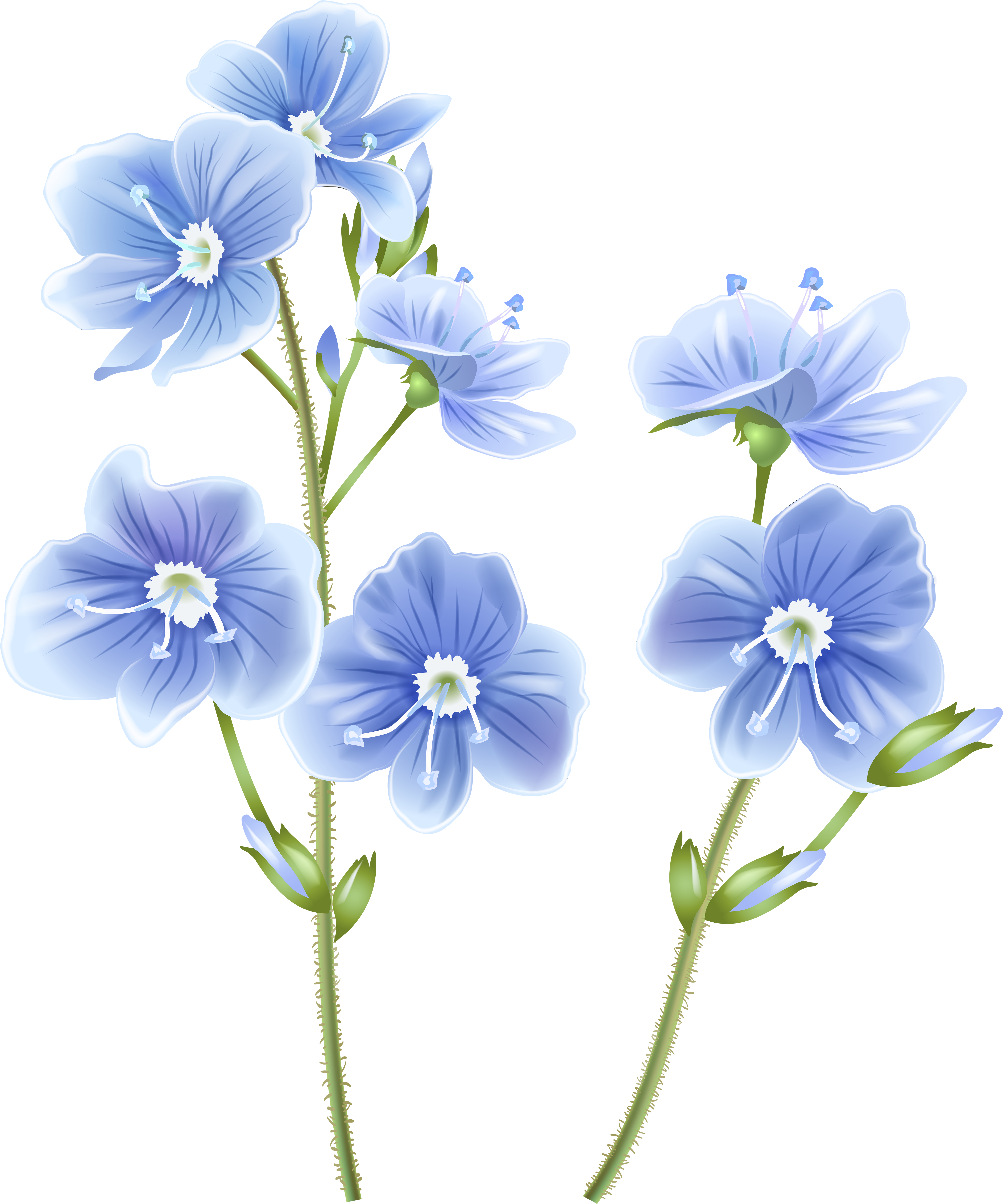Wildflower Blue Png Clip Art Image - Transparent Wildflower Clipart (5861x7000), Png Download