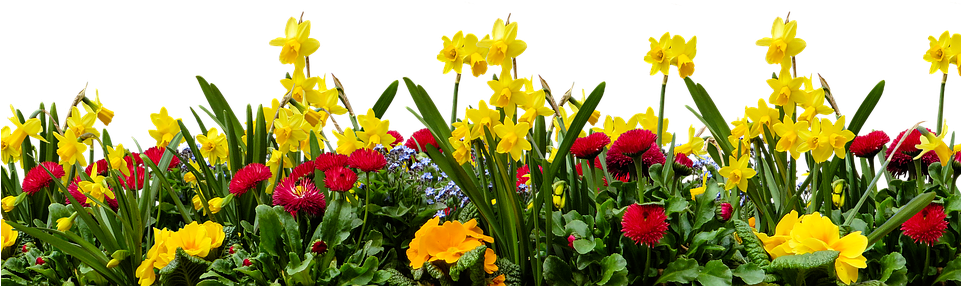 Wildflower Png - Transparent Background Tulips Png Clipart (960x548), Png Download