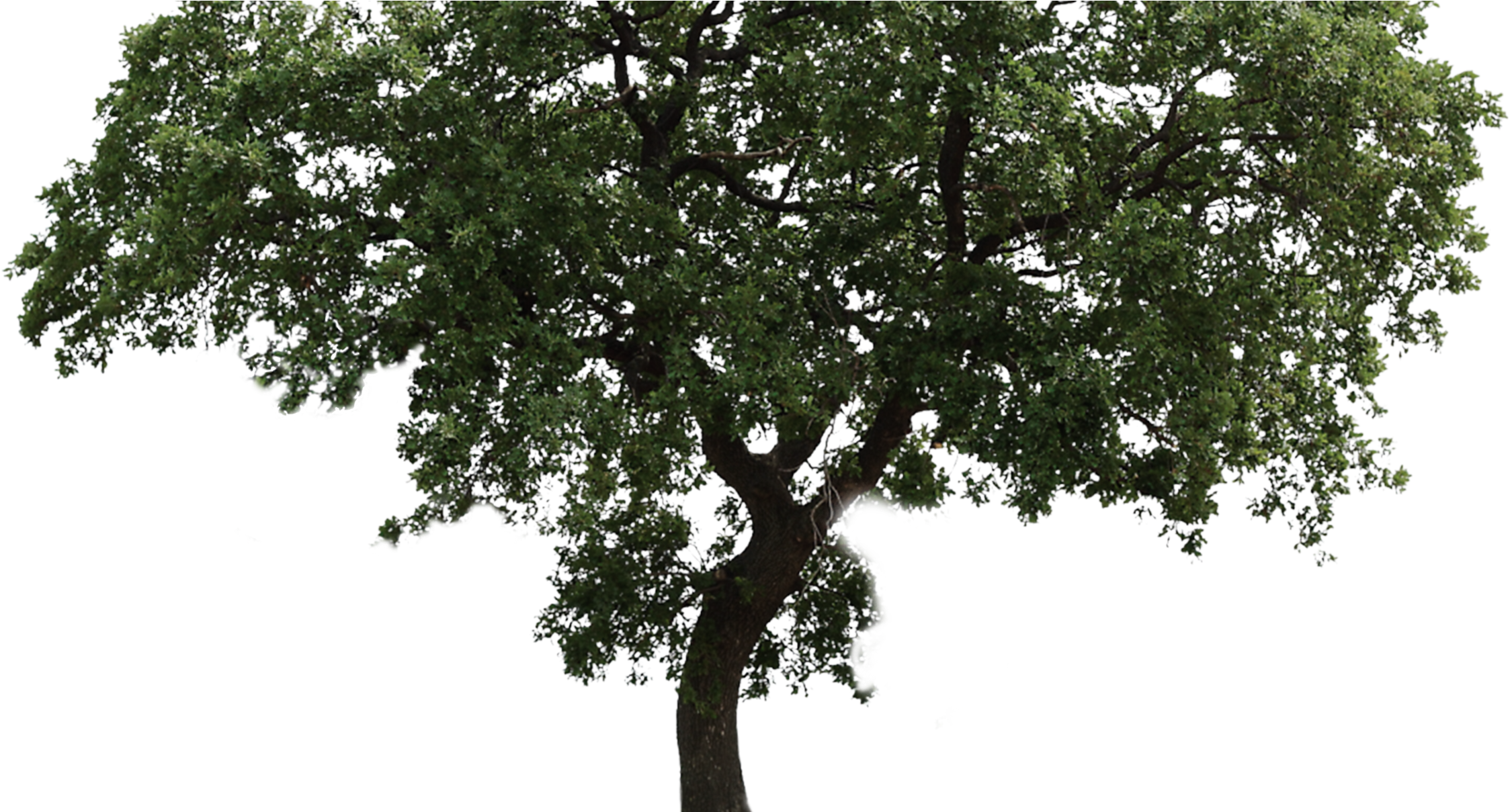 Arvore Png Fundo Transparente , Png Download Clipart (2247x1209), Png Download