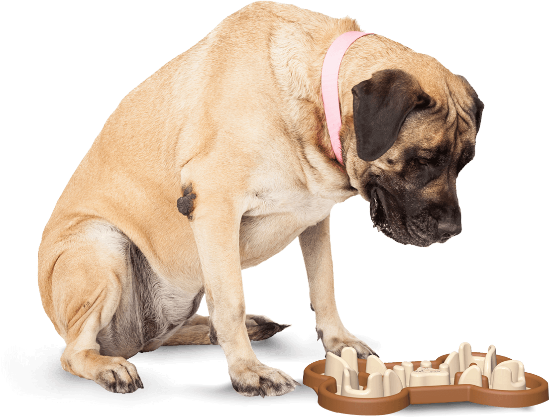 Slow Feeding Dog Bowl To Slow Eating Clipart (1103x838), Png Download