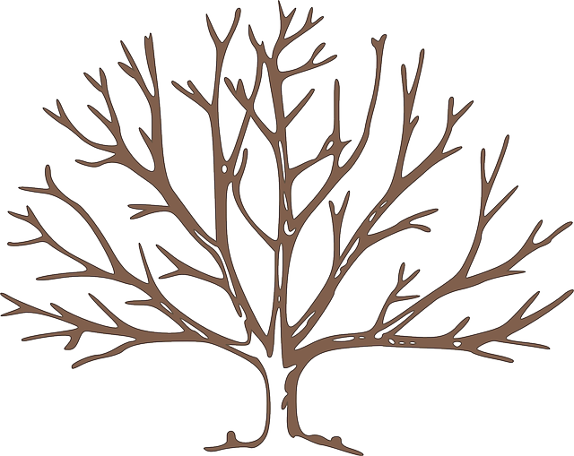 Partes Del Árbol Frutal - Bare Tree Clipart - Png Download (640x509), Png Download