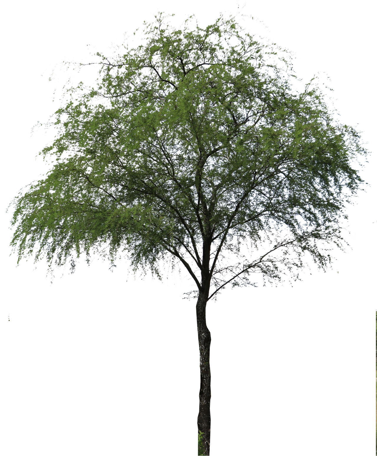 Huizache Arbol Png , Png Download Clipart (1281x1549), Png Download