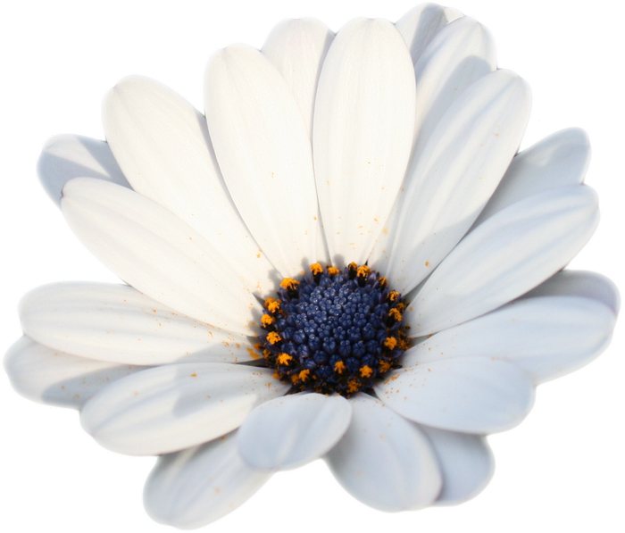 Camomile Png Hd Photo - African Daisy Clipart (700x597), Png Download