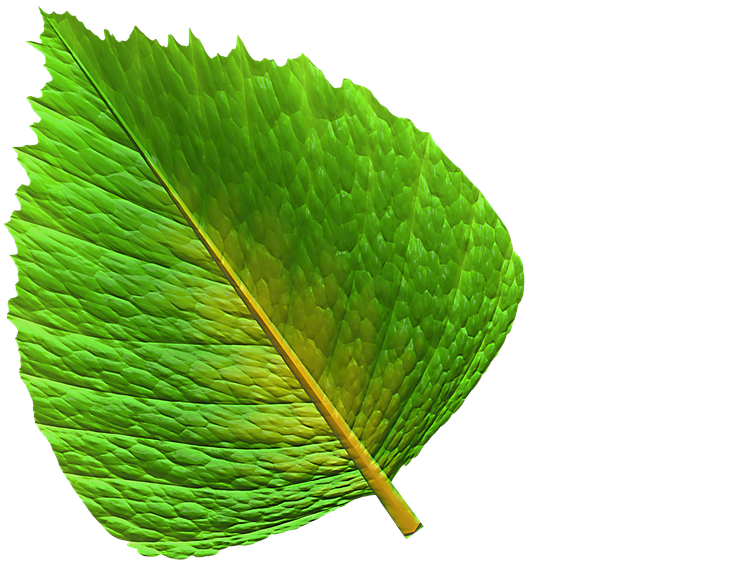 Grønne Blade Png - Leaf Clipart - Large Size Png Image - PikPng