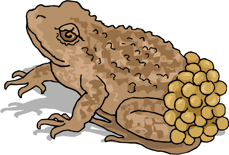 Free Frog Clipart - Frog Lay Egg Illustration - Png Download (750x509), Png Download