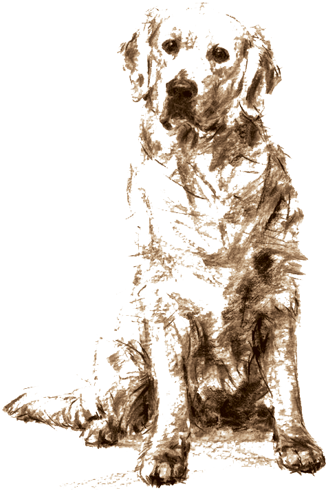 Golden Retriever Sitting Drawing , Png Download - Golden Retriever Charcoal Drawing Clipart (474x715), Png Download