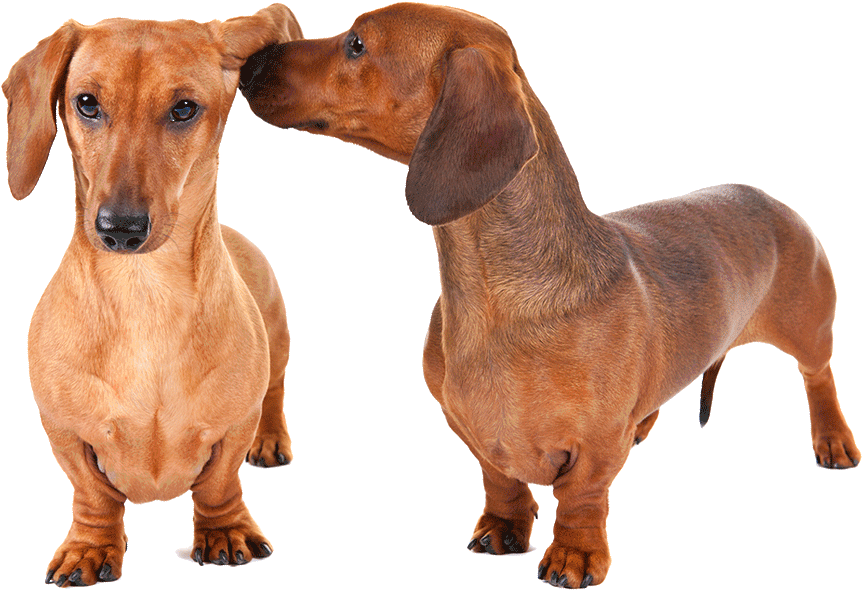Clip Black And White Download Critical Things Lovers - Caneca Love Dogs Dachshund - Png Download (1170x780), Png Download