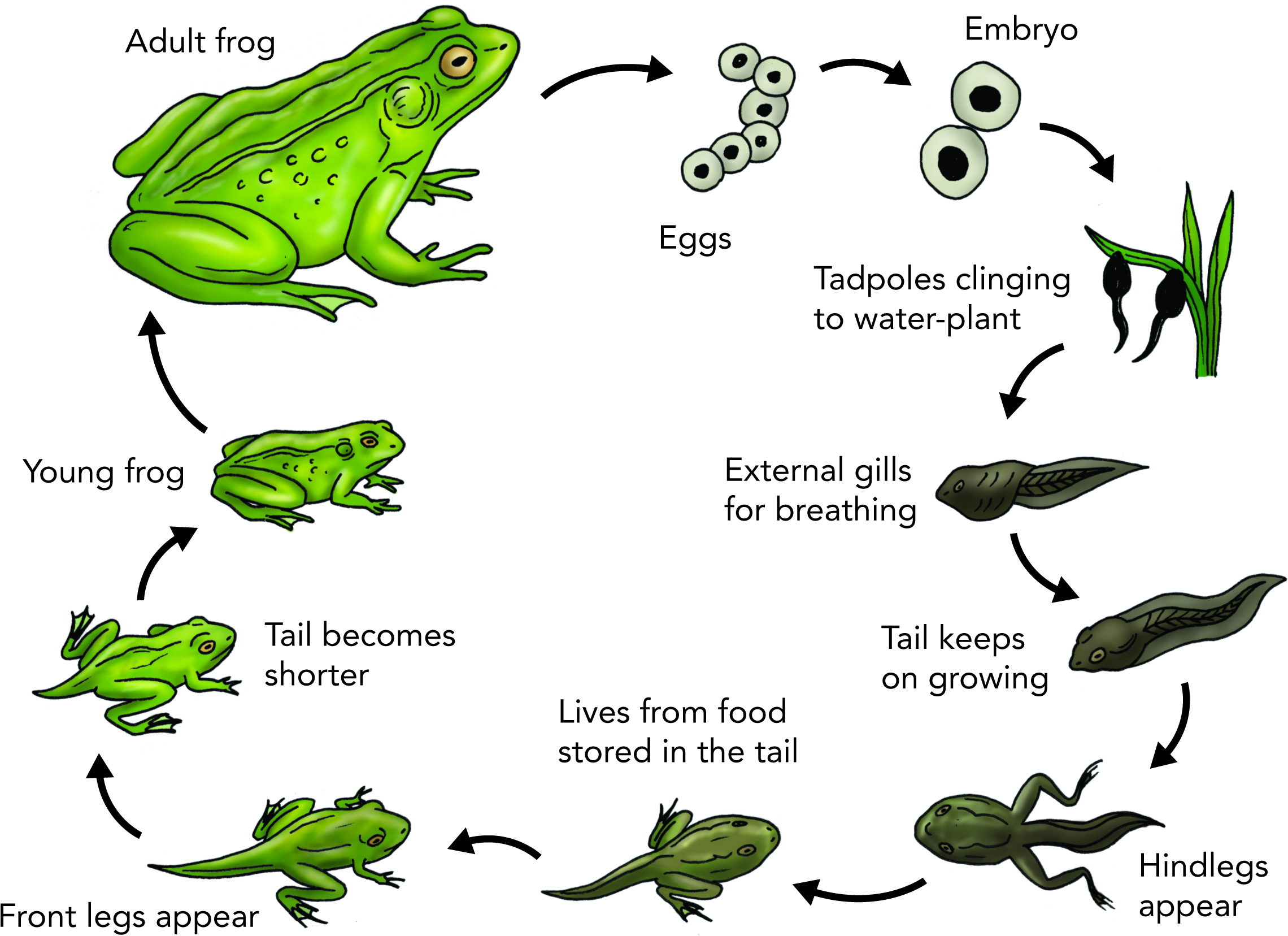 Download Clipart - Australian Green Tree Frog Life Cycle - Png Download (2453x1748), Png Download