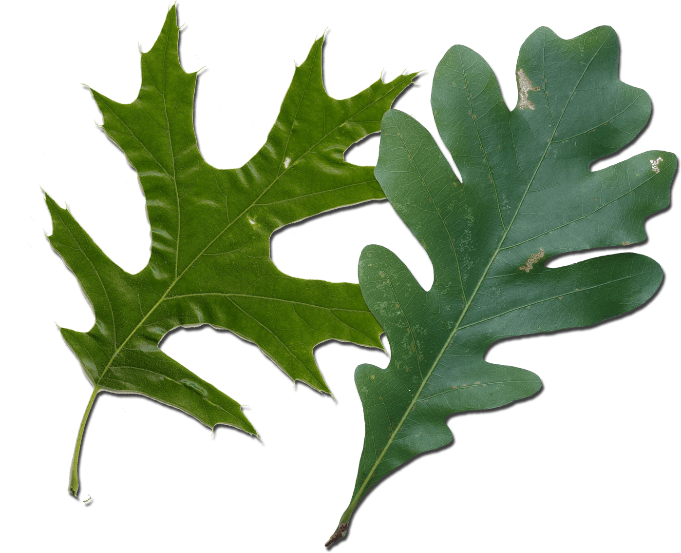 Red Oak Vs White Oak Leaves How To Tell Them Apart - American Holly Clipart (1455x1149), Png Download