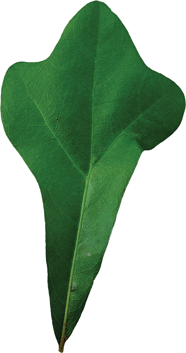 Simple - Water Oak Leaf Clipart (800x1457), Png Download