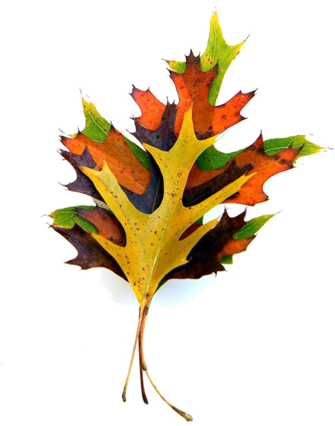 Cd Art, Oak Leaves, Short Stack, Flora, Decorative - Maple Leaf Clipart (600x726), Png Download