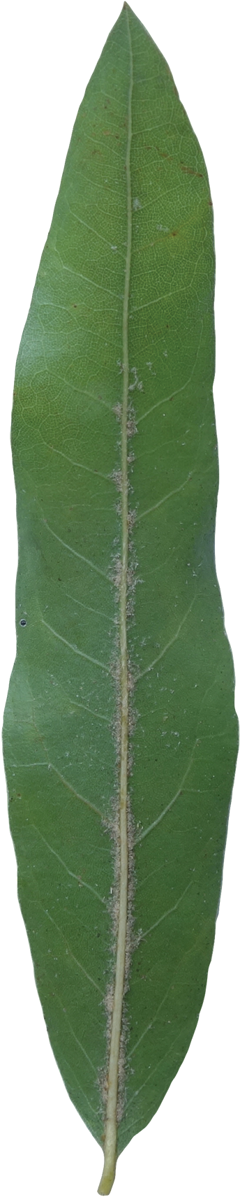 Willow Leaf Png Clipart (600x1843), Png Download