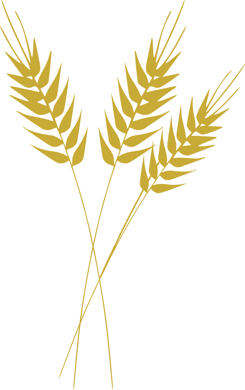 Galhos De Trigo Png - Wheat Clipart Transparent Background (500x795), Png Download