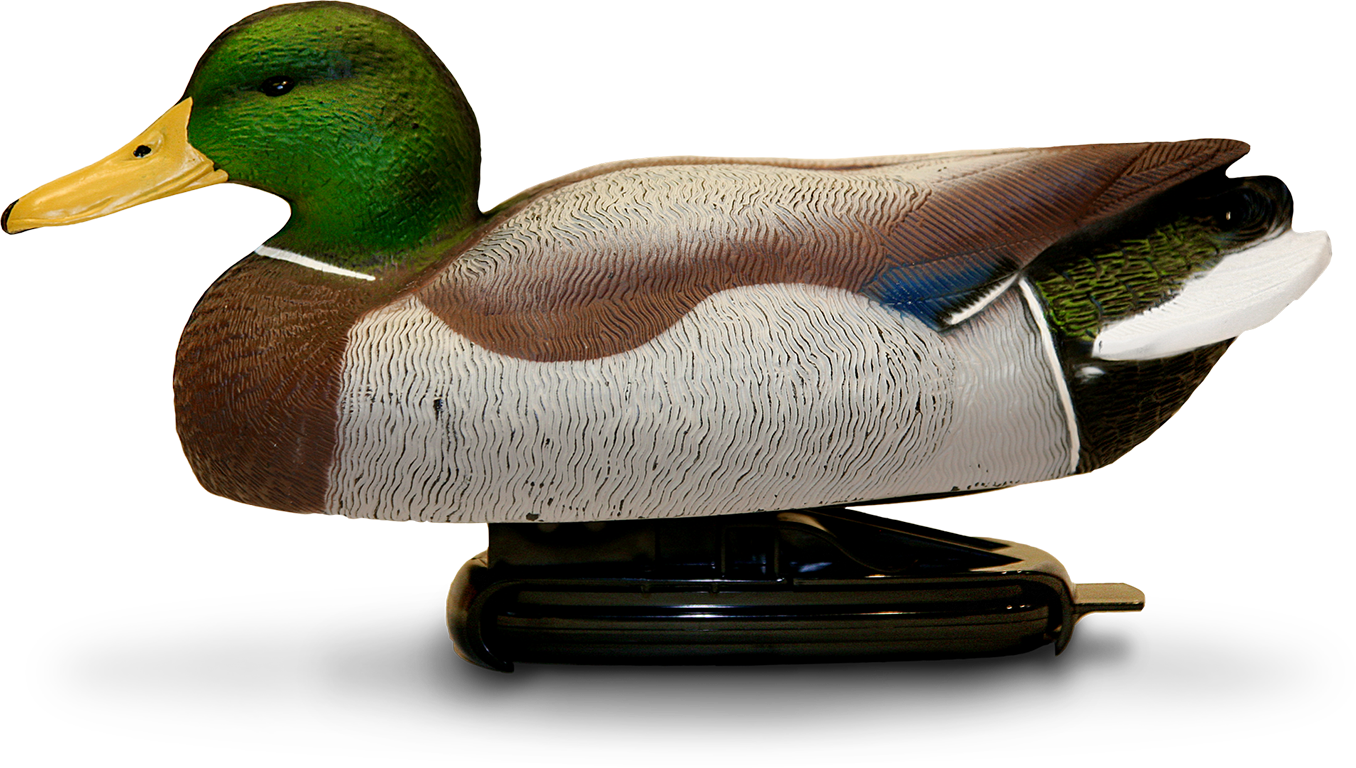 Mallard Drake - Springback Decoys Clipart (1356x768), Png Download