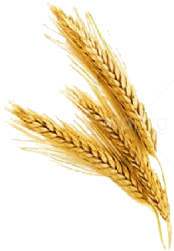 Free Png Barley Png File Png Images Transparent - Wheat Stalk No Background Clipart (850x819), Png Download