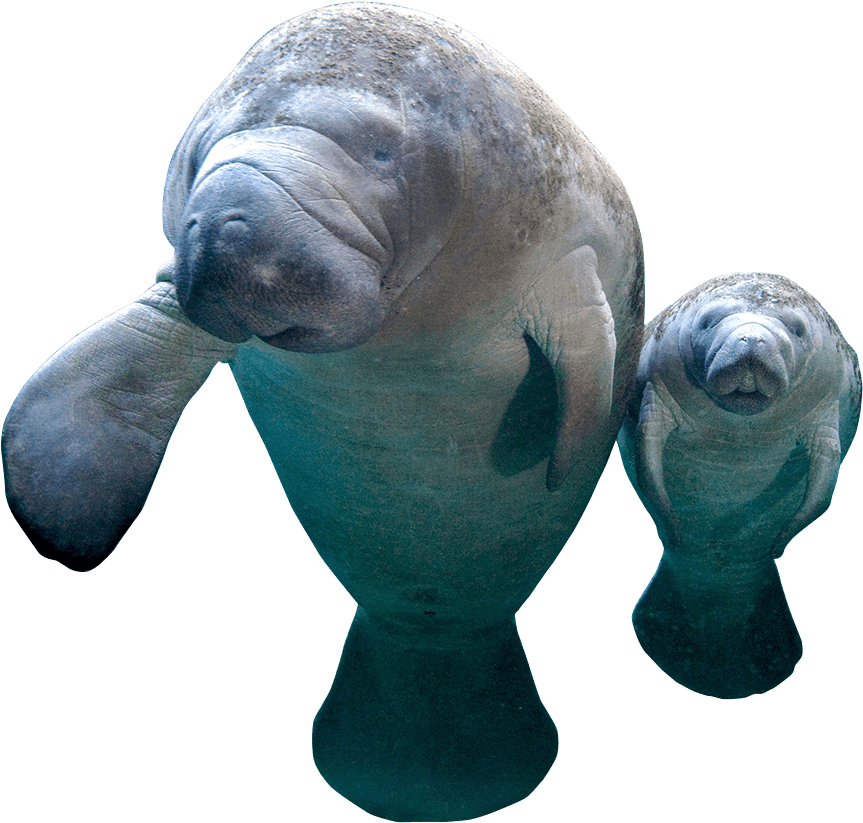 Manatees Manatees Png Clipart Large Size Png Image Pikpng Images and Photos finder