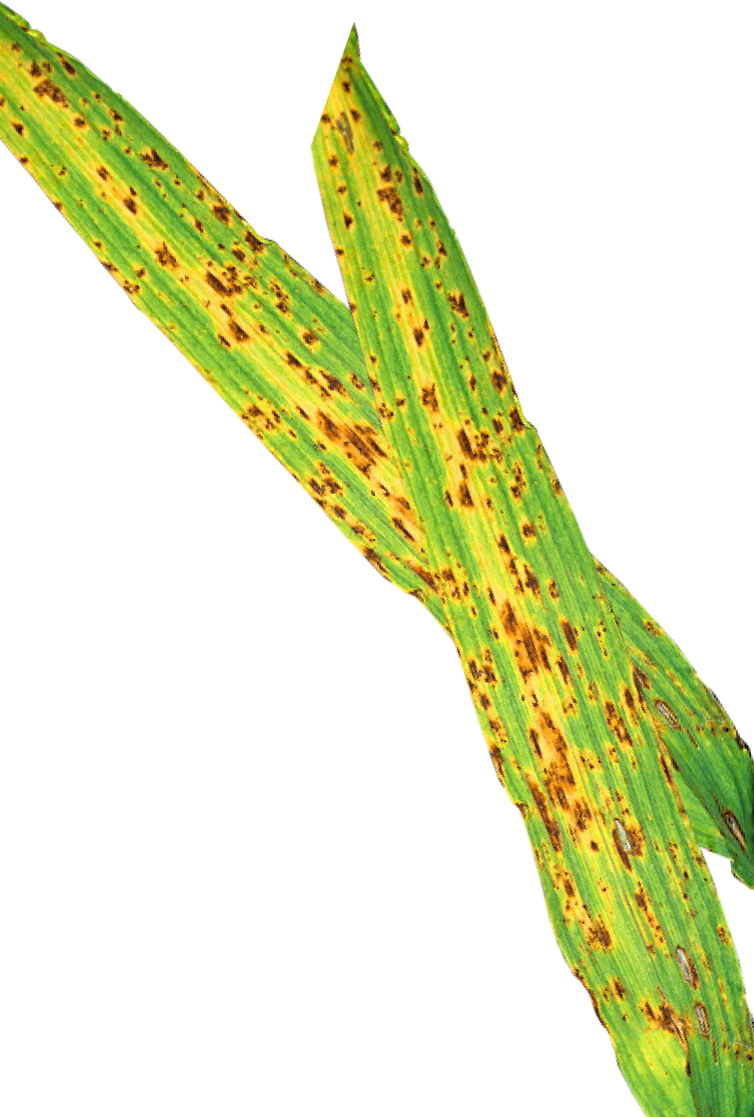 Treatments Made At The Flag Leaf Emergence Stage Will - Plant Pathology Clipart (1488x2205), Png Download