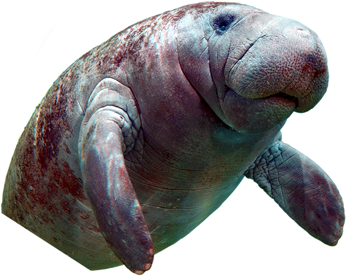 Recent Posts - Dugong Clipart (700x581), Png Download