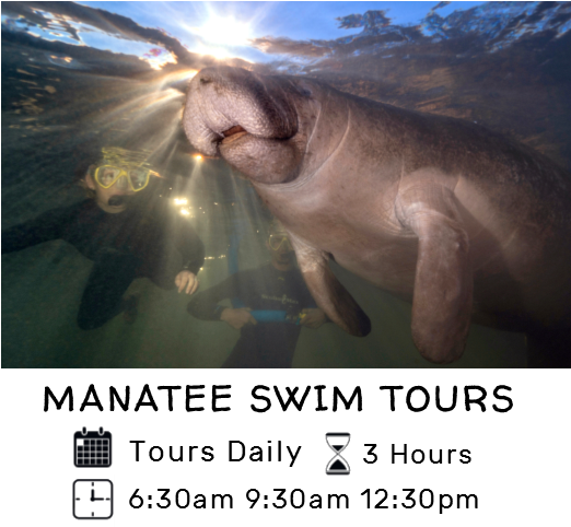 Explore Our Tours - Dugong Clipart (563x578), Png Download