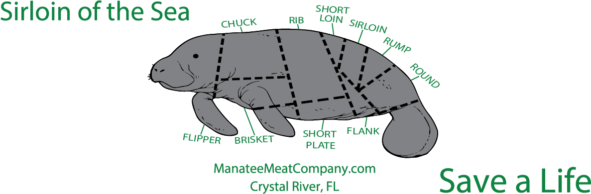 Tortoise Clipart (1200x400), Png Download
