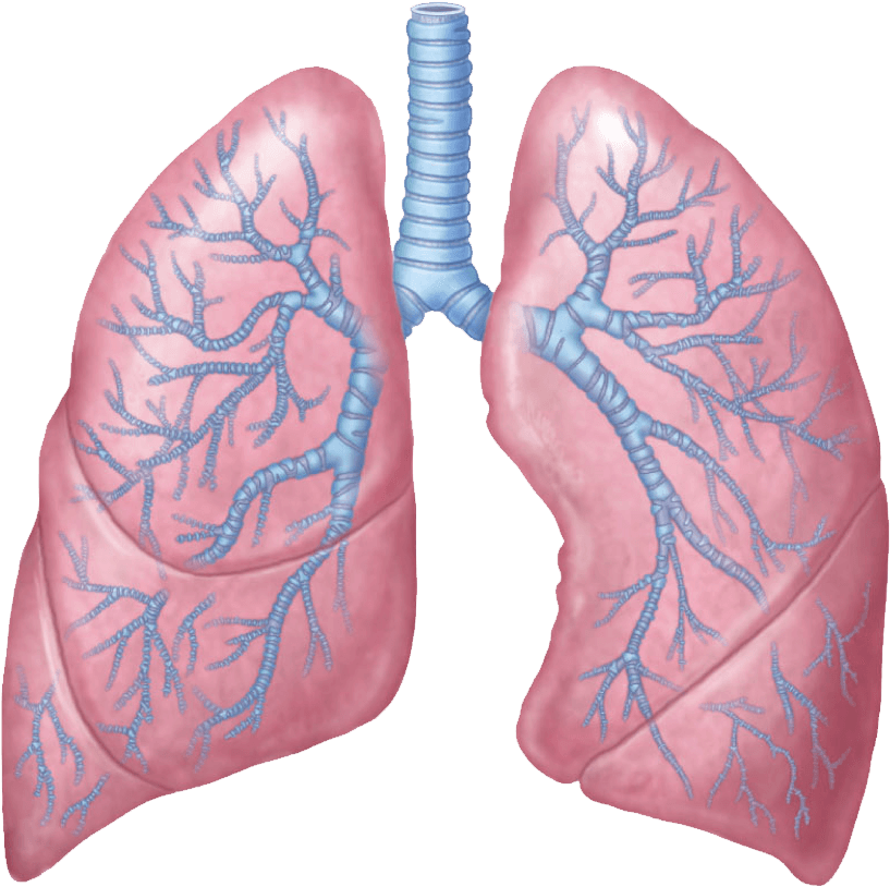Download - Lungs Transparent Clipart (1352x844), Png Download