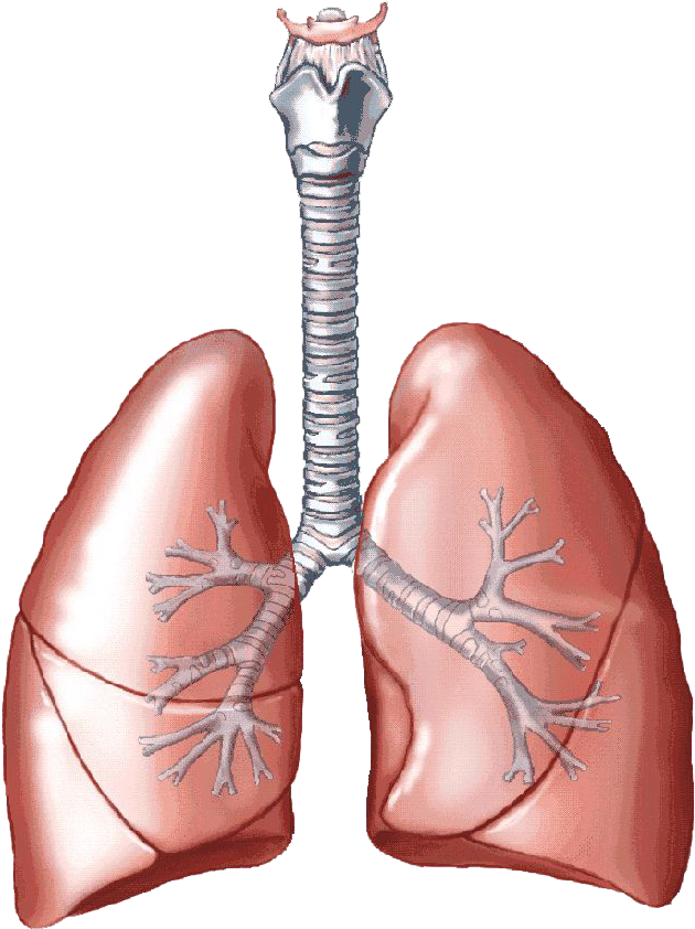 Lungs Png Clipart - Cartoon Lungs Transparent Png (771x900), Png Download