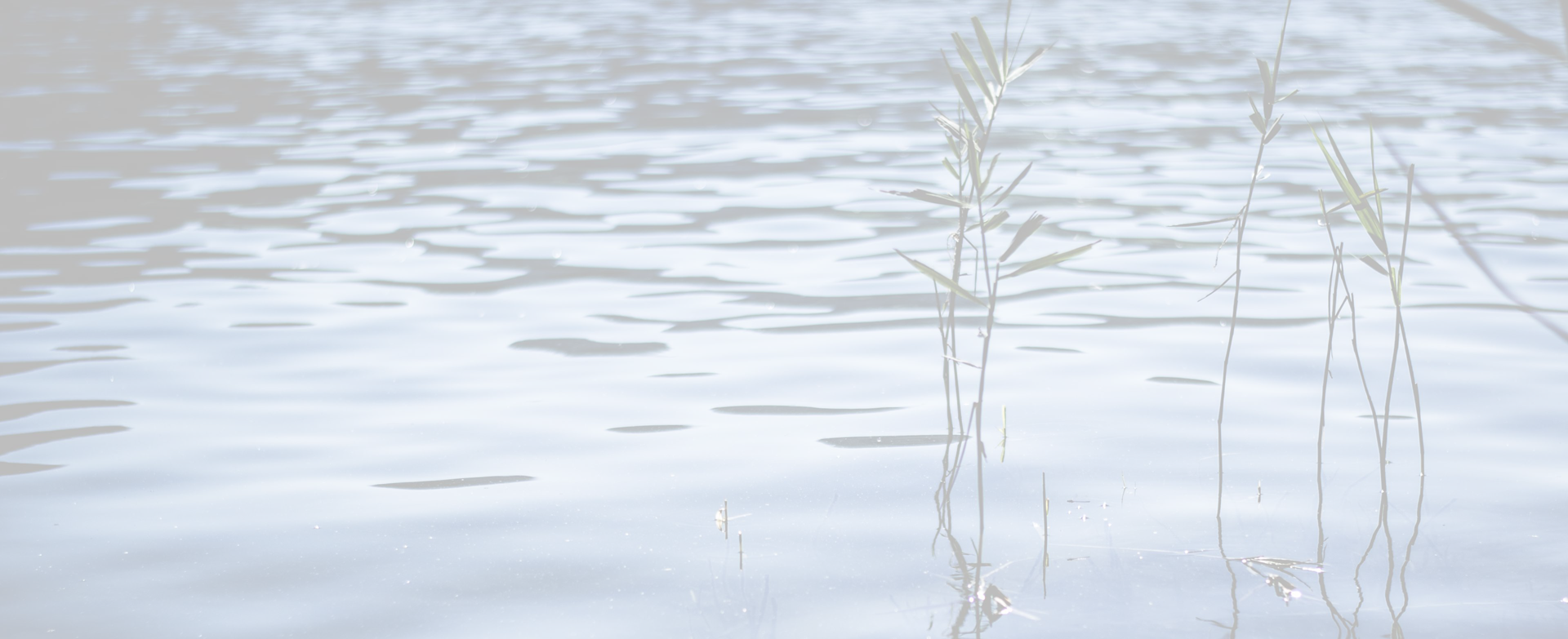 Water-background - - Freshwater Marsh Clipart (1920x783), Png Download