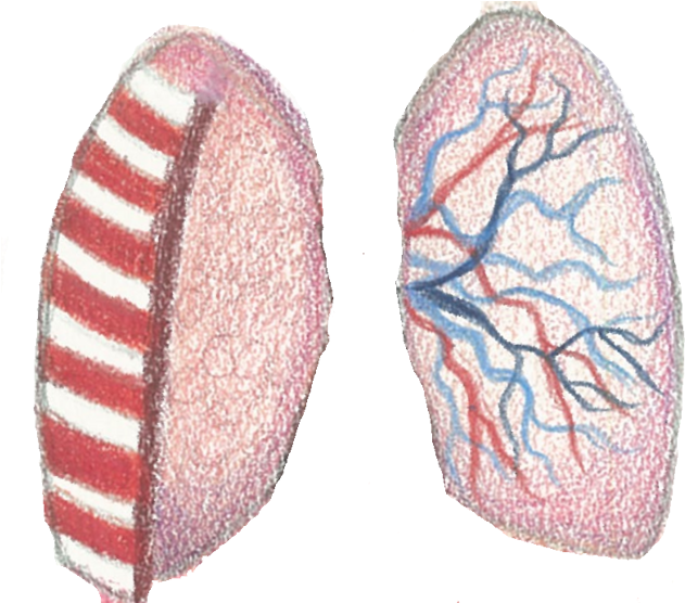 Lungs - Illustration Clipart (645x555), Png Download