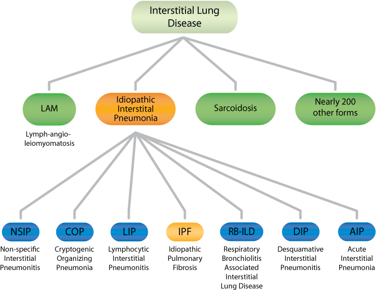 Iip Forms - Idiopathic Pulmonary Fibrosis Types Clipart (800x600), Png Download