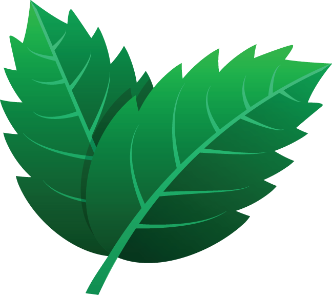 725 Leaves Icon - Kartun Daun Hijau Clipart (648x575), Png Download