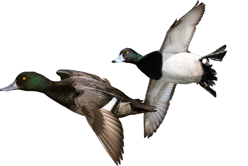 Duck Hunt Duck Png - Mallard Clipart (800x538), Png Download