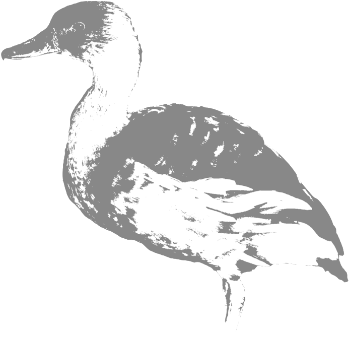 1000 X 1000 3 - Mallard Clipart (1000x1000), Png Download