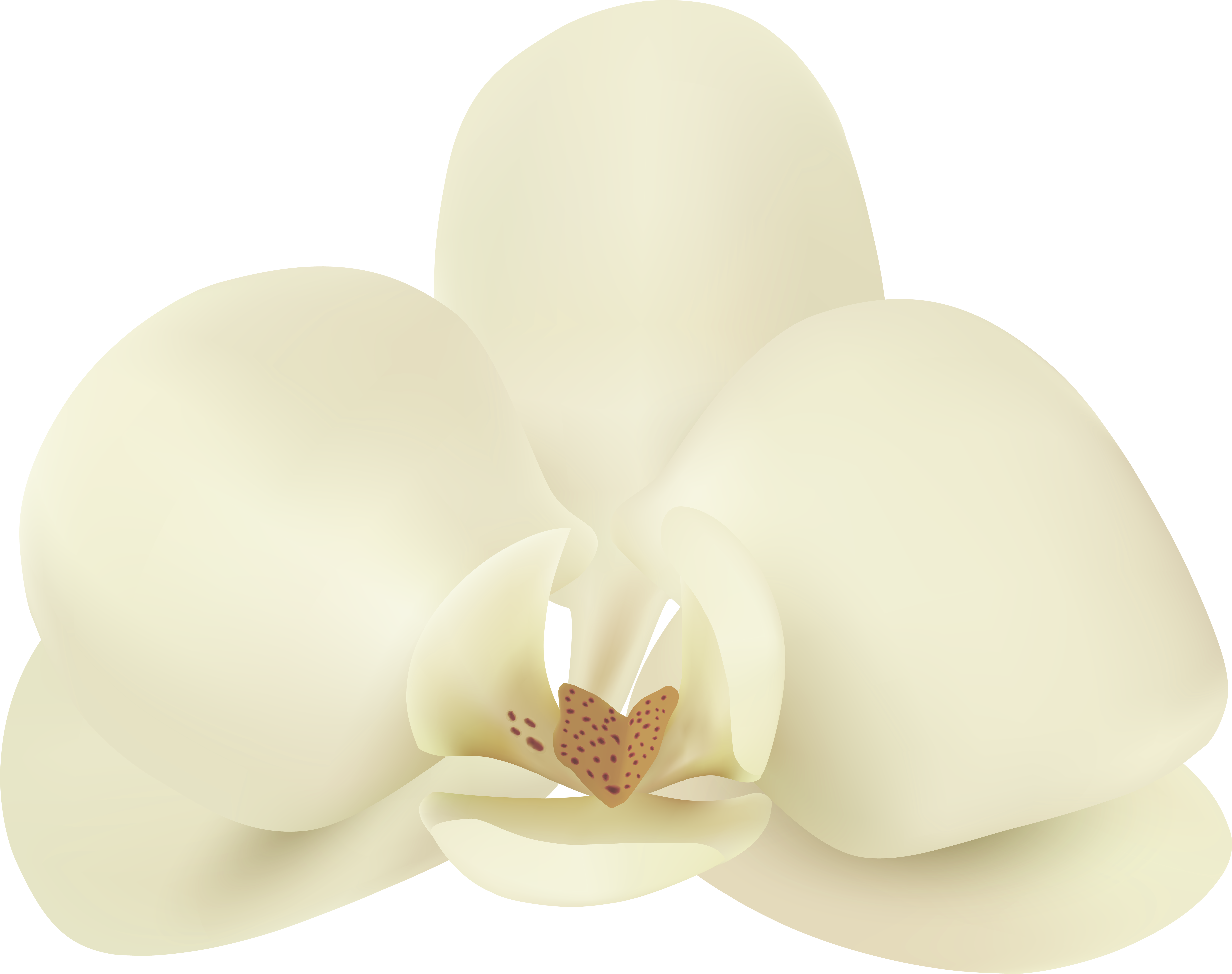Vanilla Flower Png Clip Art Image Transparent Png (8000x6323), Png Download