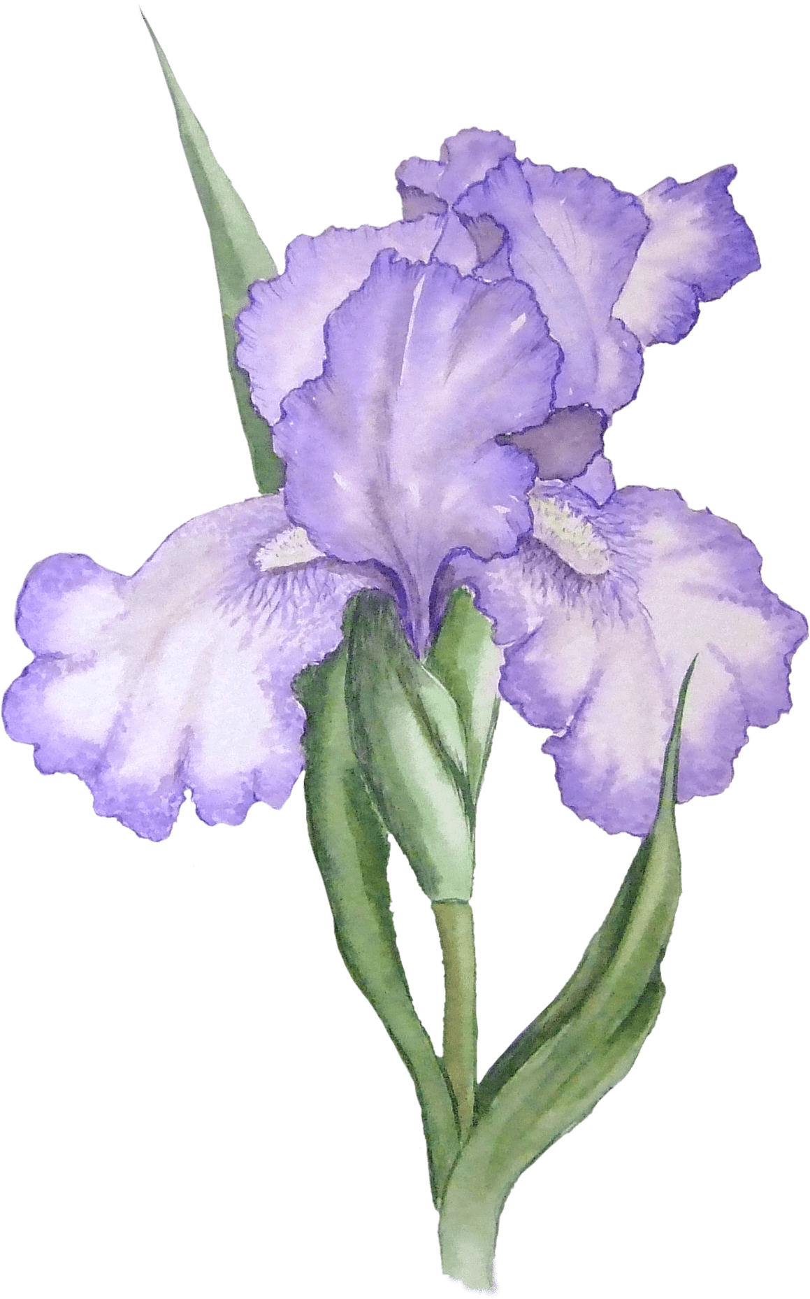 Iris Illustration - Purple Flowers Watercolor Transparent Clipart (1235x1859), Png Download