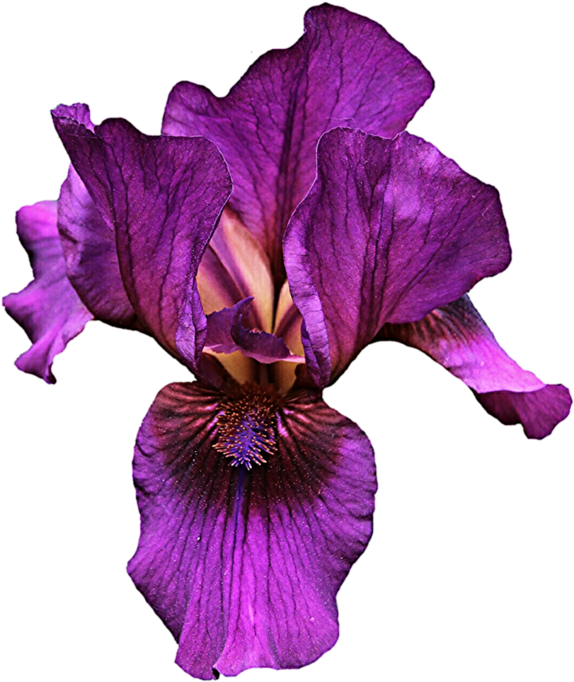Iris Flower Png - Purple Iris Clip Art Transparent Png (823x971), Png Download
